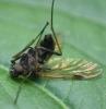Chrysopilus cristatus